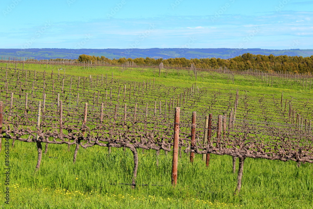 Fototapeta premium rows of vines in vineyard