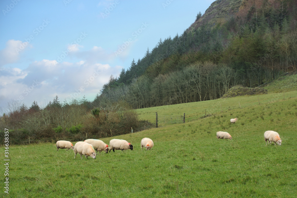 white sheep and rams with steep horns graze on a green lawn at the foot of a large mountain near the forest