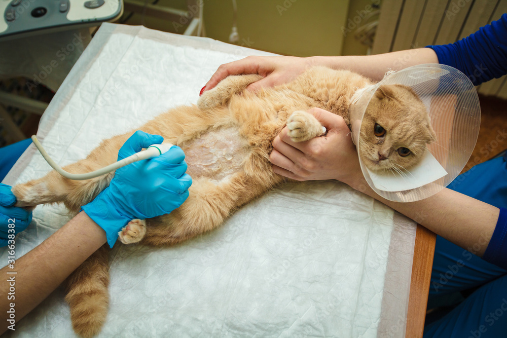 The doctor does an ultrasound examination of the cat's abdomen, an