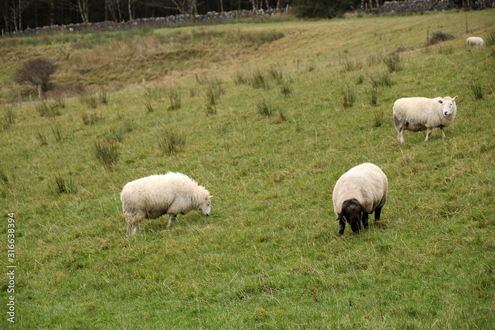 white sheep and rams graze on a green lawn, agricultural concept