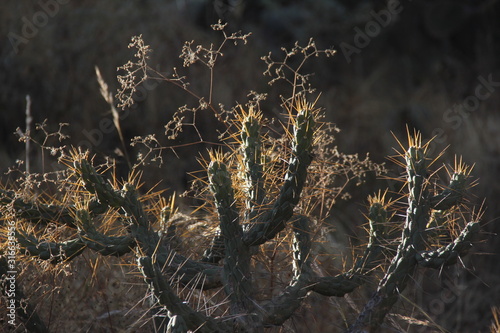 cactus in garden
