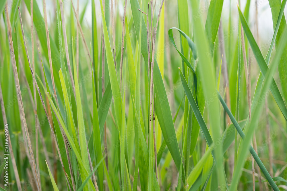 Obraz premium Green grass with a grasshopper. Close-up