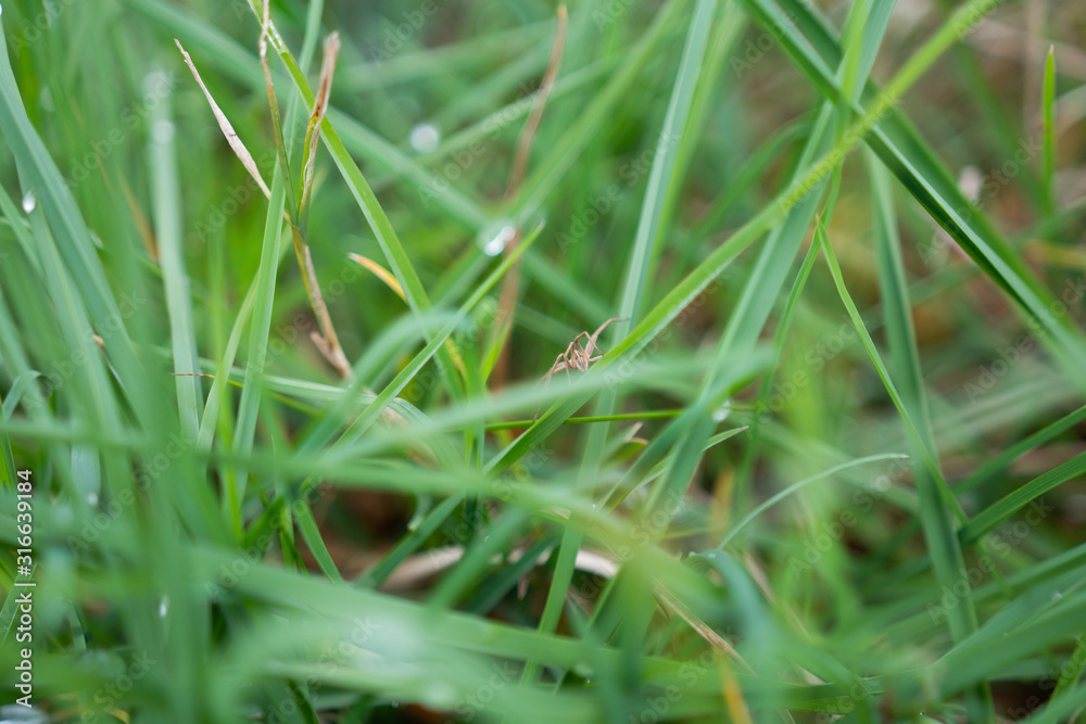 Green grass with a spider. Close-up Green grass with a spider. Close-up