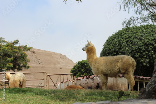 llama