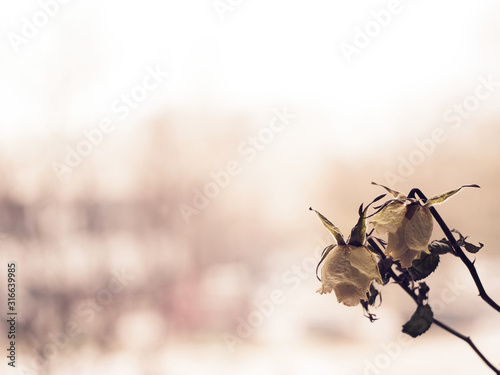 Dying white roses on a defocused dramatic background. broken heart, depression, romantic mood. vintage look.