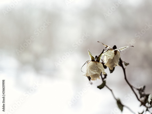 Dying white roses on a defocused dramatic background. broken heart, depression, romantic mood. vintage look.