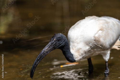 White Ibis juvenile bird close-up profile view with rock background, displaying spread wings, brown feathers plumage, body, head, eye, beak, long neck, in its environment and surrounding photo