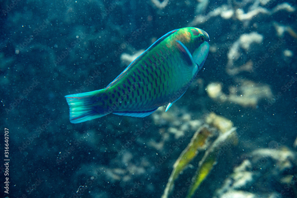 Unterwasseraufnahmen: Fische, Korallen Unterwasseraufnahmen: Fische, Korallen
