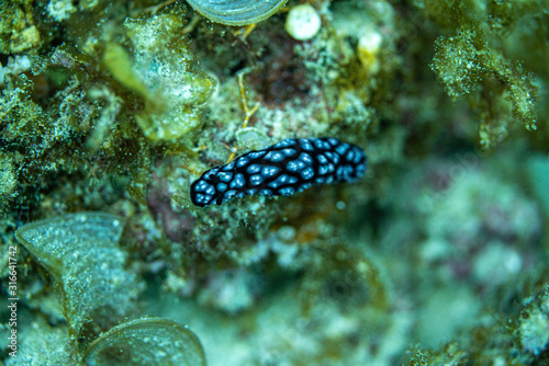Unterwasseraufnahmen  Nudibranch  Korallen