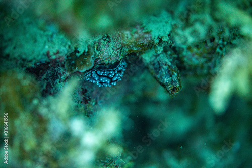 Unterwasseraufnahmen: Nudibranch, Korallen