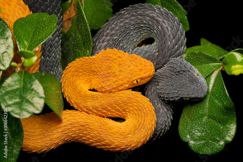 Pair of Variable Bush Vipers (Atheris squamigera)- Orange female and black male photo