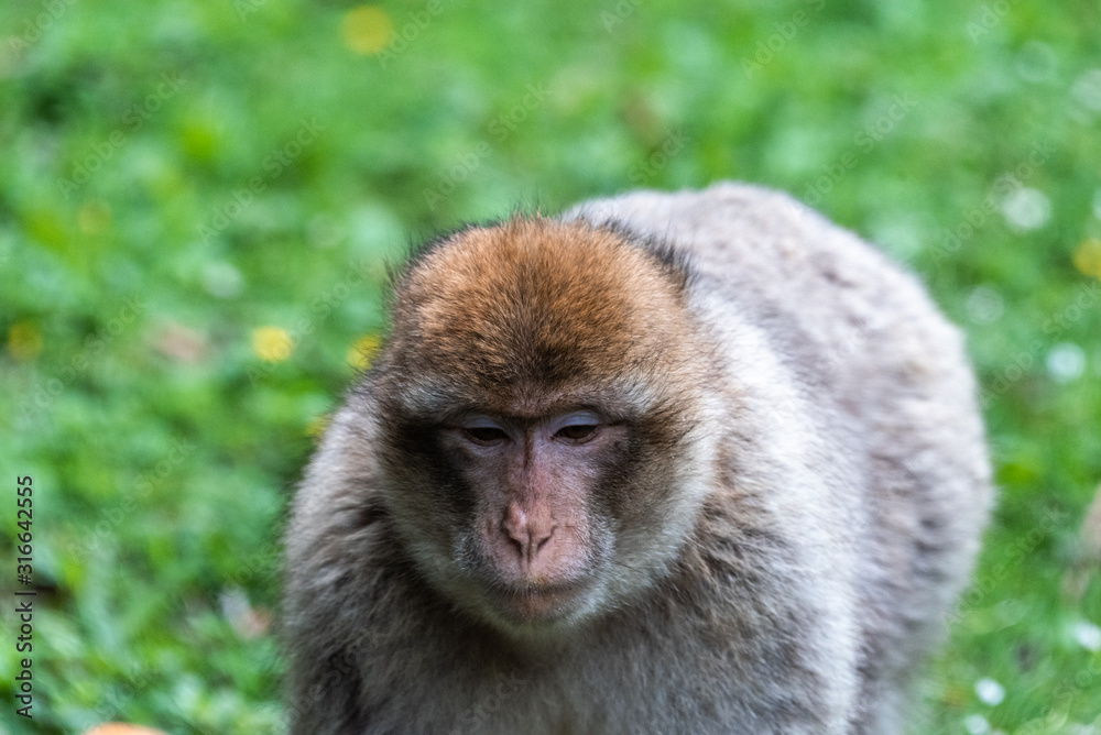 Monkey in forest jungle grass green looking down germany