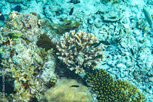 Unterwasseraufnahmen: Fische, Korallen