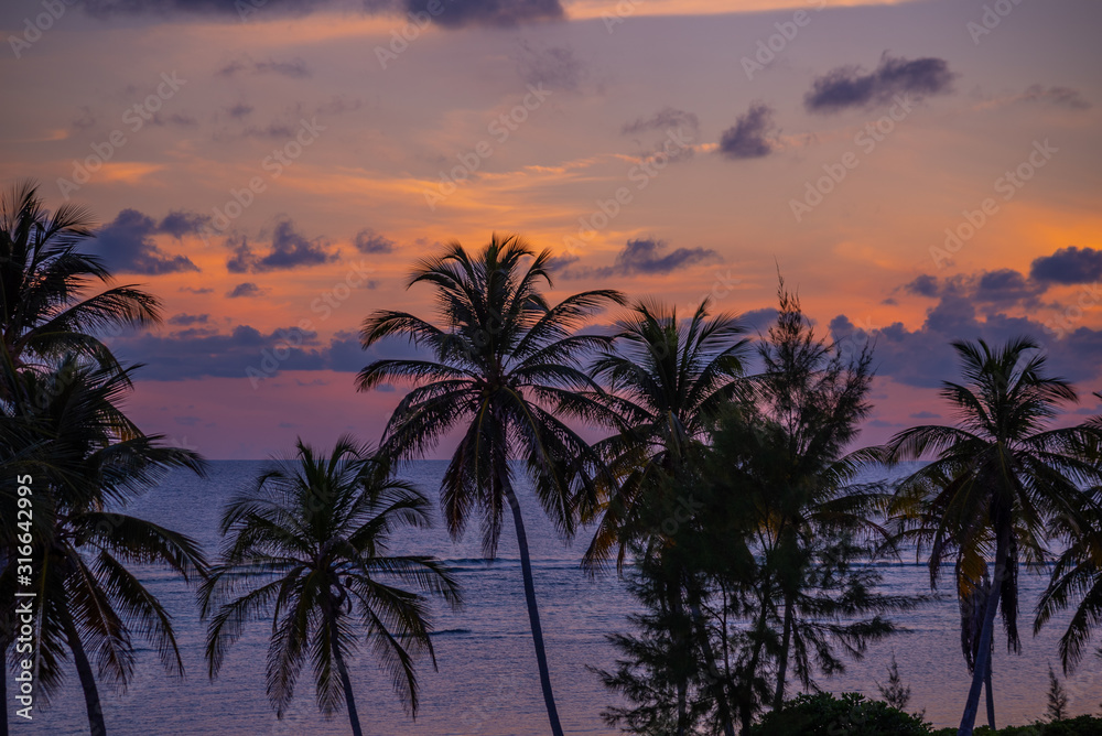Palm trees and ocean with tropical orange sunset