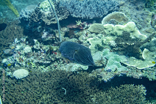 Unterwasseraufnahmen  Tintenfisch  Korallen