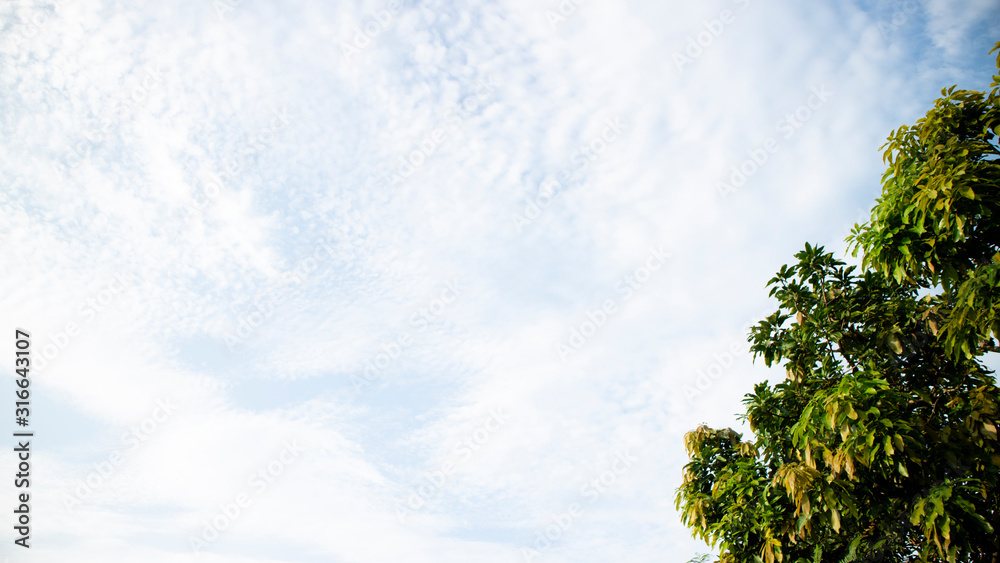 Green tree leaves against a background of white clouds. Suitable for use as a background image, background, or graphic resource Green tree leaves against a background of white clouds. Suitable for use as a background image, background, or graphic resource