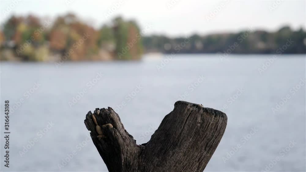 Titmouse lands on stump to grab a nut then fly away. Titmouse lands on stump to grab a nut then fly away.