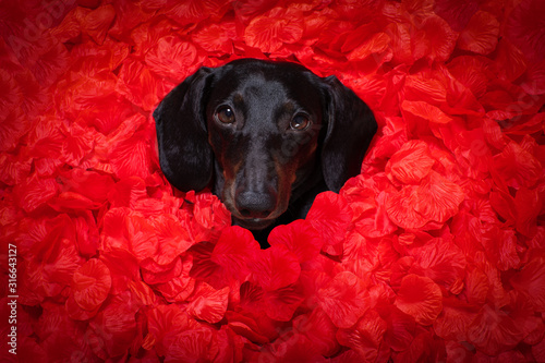 valentines wedding dog in love