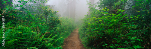 This is the Lady Bird Johnson Grove of old growth redwoods which are around 2500 years old. photo