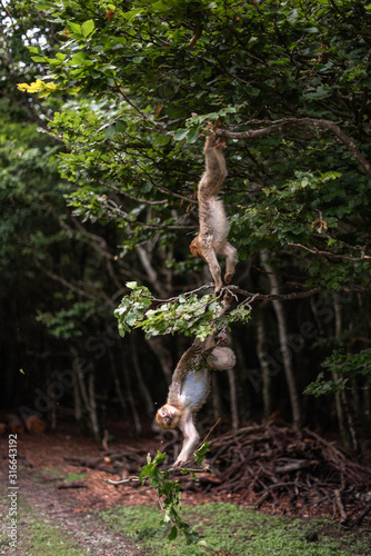 Photography monkey Barbary Macaque falling from a branch playing chasing trees jump funny fo