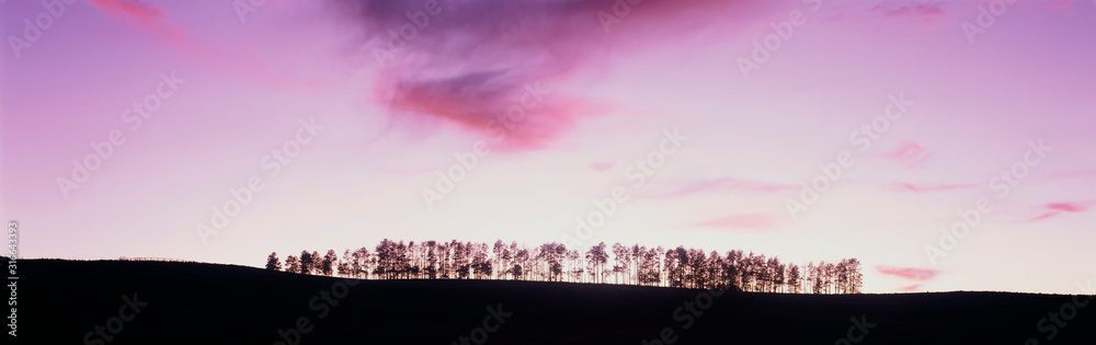 These are aspen trees at sunset. There is a light pink glow from the sunset. The land beneath the trees is in silhouette.
