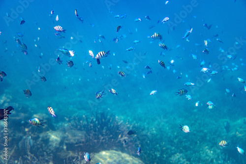 Unterwasseraufnahmen: Fische, Korallen © formgefuege