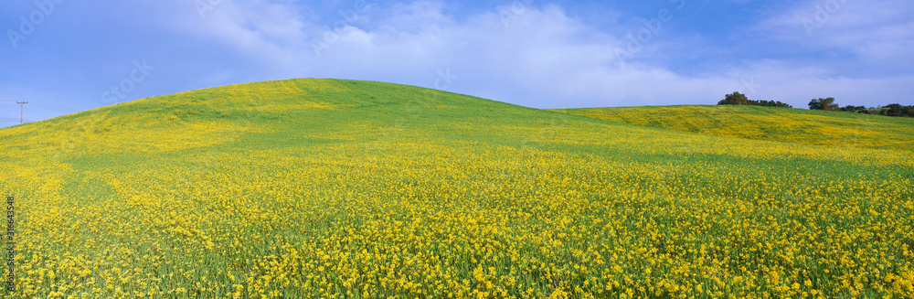 This is a field of yellow mustard plants in spring.