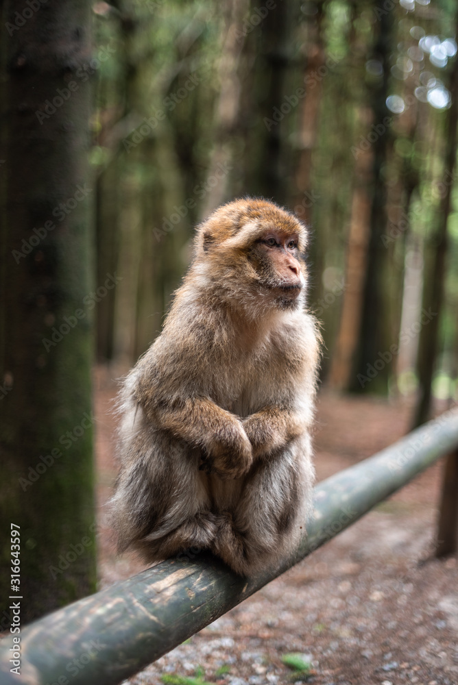Naklejka premium Portrait of a monkey sitting on log monkey forest germany close up fluffy cute small baby copy space text animal concept zoo