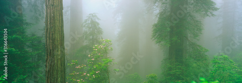 This is the Lady Bird Johnson Grove of old growth redwoods which are around 2500 years old. Growing amongst them are rhododendrons and trillium. photo