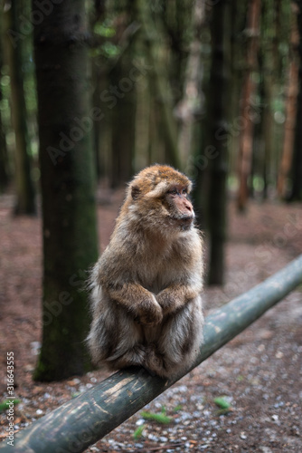 Portrait of a monkey sitting on log monkey forest germany close up fluffy cute small baby copy space text animal concept zoo © Valentin