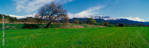 This is Upper Ojai in the spring with snow on the Topa Topa Mountains. There is a large oak tree with a green field and a few wildflowers growing. There is a blue sky.