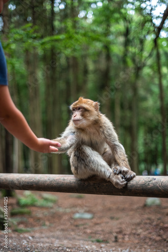 monkey taking food from human hand woman feeding monkey forest germany © Valentin