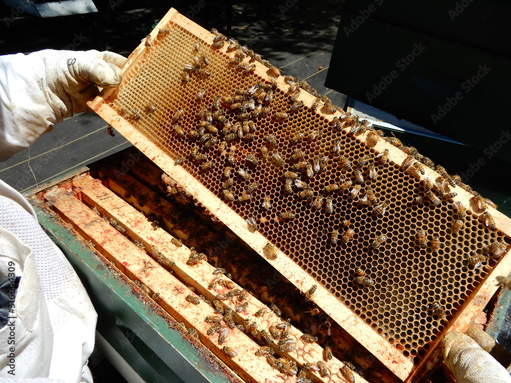 beekeeping beekeeping