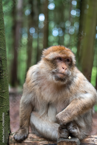 macaque monkey portrait with rainforest background closeup fluffy cute emotional monkey forest zoo bokeh © Valentin