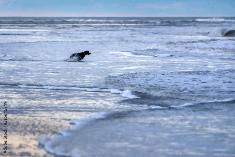 Naklejka premium A black labrador retriever chasing a ball into the surf.