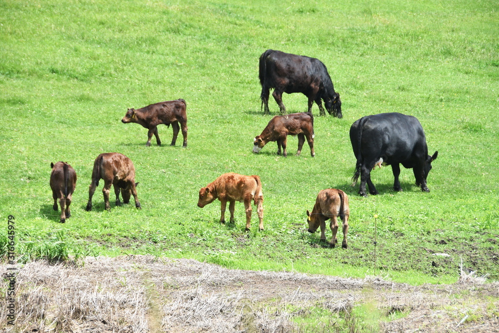 Cows and Calves