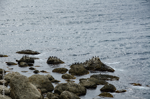 Sea coast. Big stones on the shore and birds, sea cormorants, on them. Wildlife. Travel and adventure.