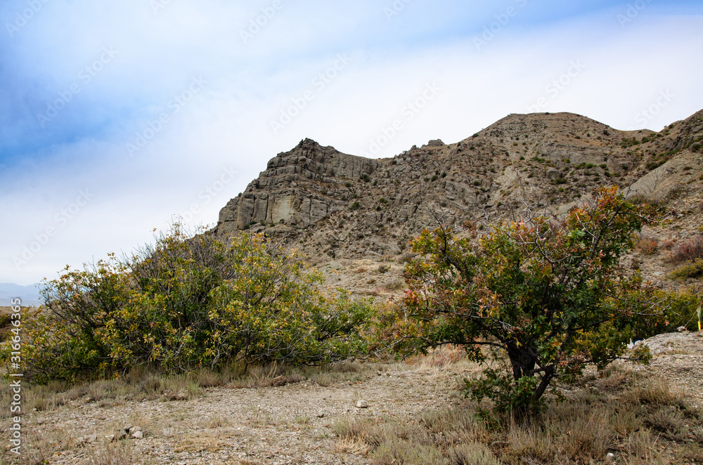 Fototapeta premium Mountain trees. Stones, sea and mountain landscapes. Travel and adventure.