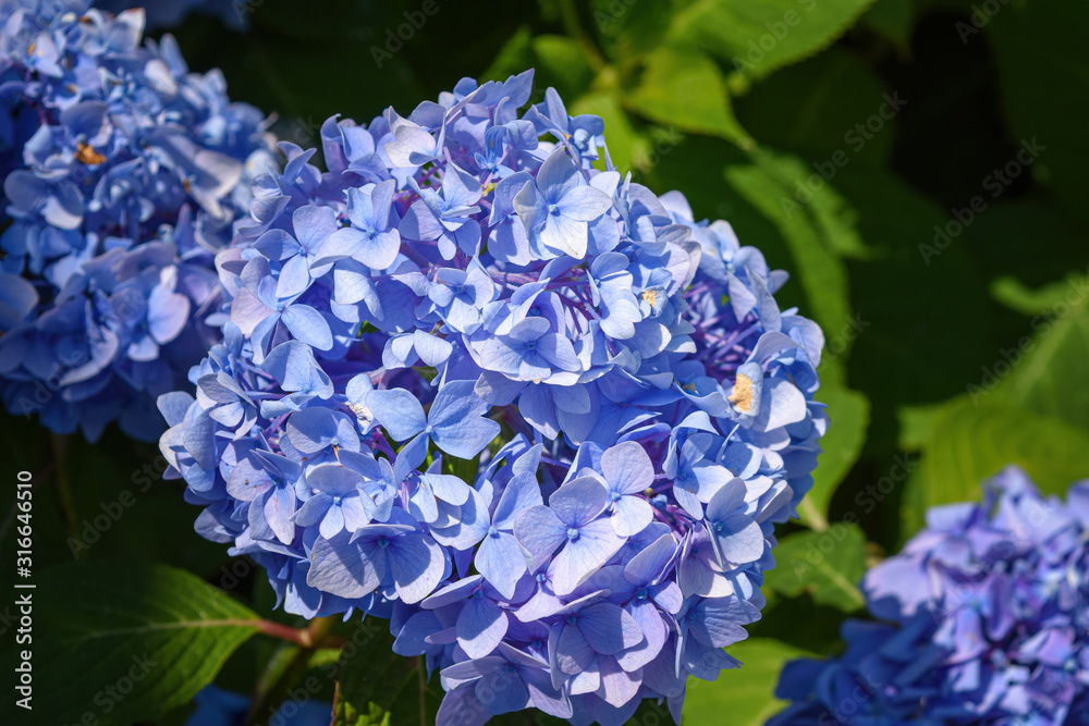 Close-up of beautiful purple blue Hydrangeas flowers blooming on a warm spring day