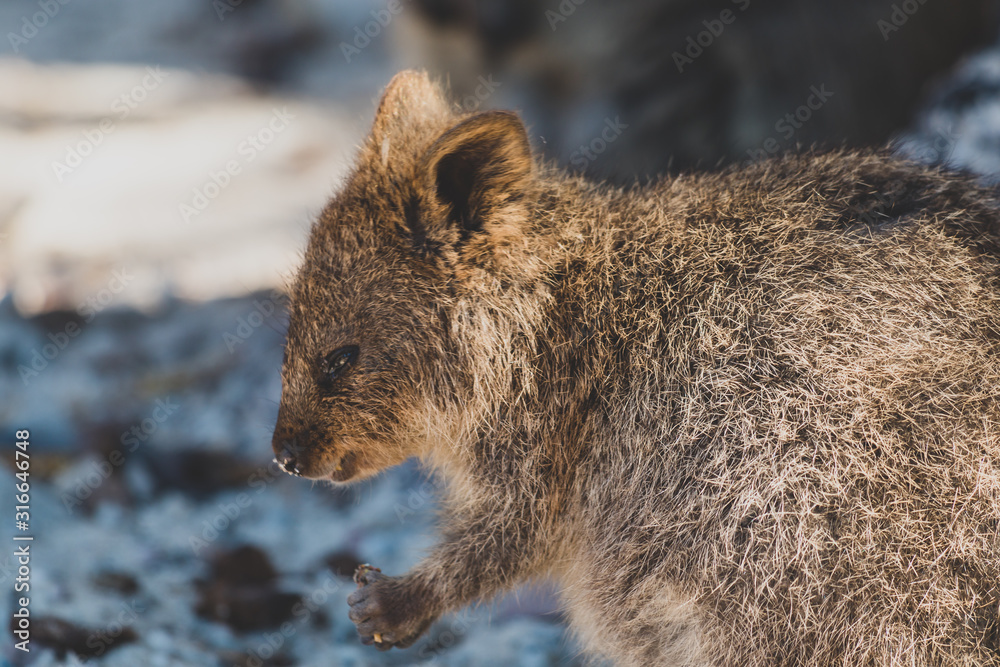 quokkas in Rottnest Island, a marsupial native of Western Australia