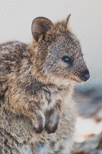 Fototapeta Naklejka Na Ścianę i Meble -  quokkas in Rottnest Island, a marsupial native of Western Australia