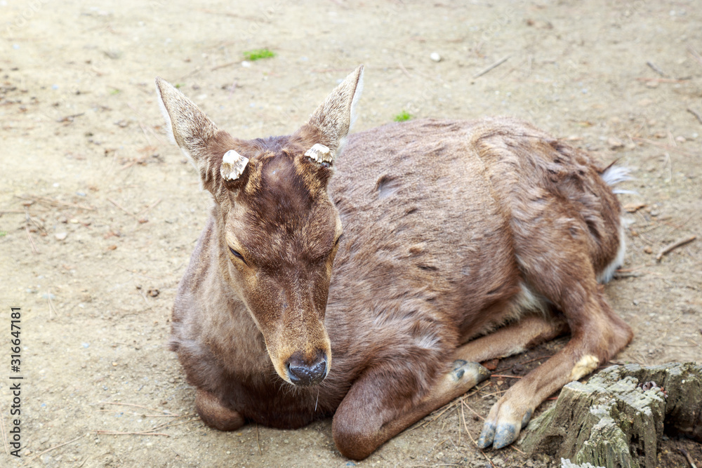 Fototapeta premium Cute deer in the Nara Prefecture, Kansai region, Japan.
