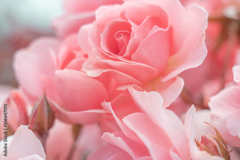 Fresh Rose background; close up;