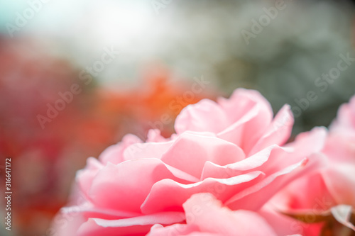 Fresh Rose background  close up 