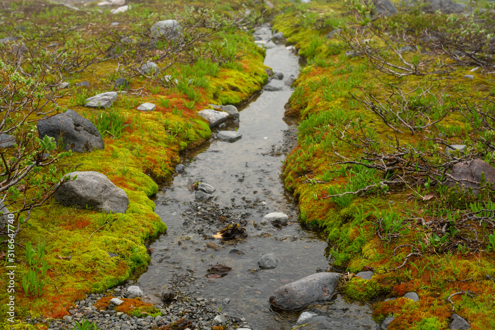 Alpine Creek Cuts Through Moss in Washington Alpine Creek Cuts Through Moss in Washington