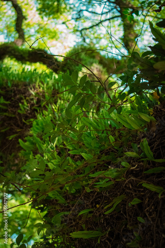 Featherleaf