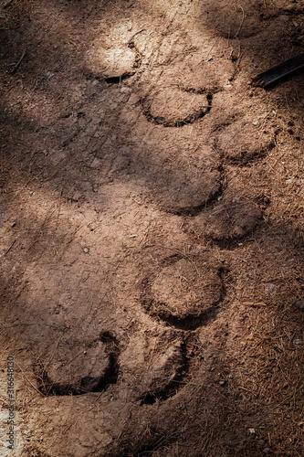 horse footprint