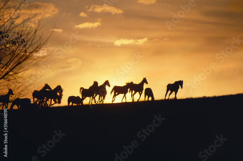 These are horses running in the distance at sunset.