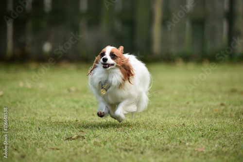 パピヨン