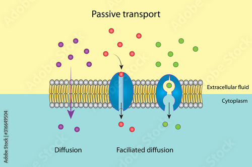 Passive transport